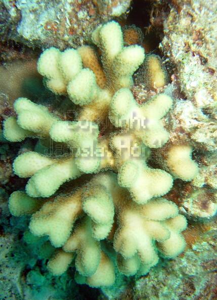 DSCF8140 parohaty koral.jpg